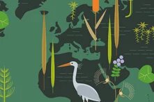 Ausschnitt der Deckblattillustration des Mooratlas 2023