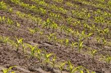 Acker mit jungen Pflanzen