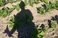 Schatten einer Person auf einem Ackerfeld