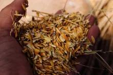 Korn in der geöffneten Hand