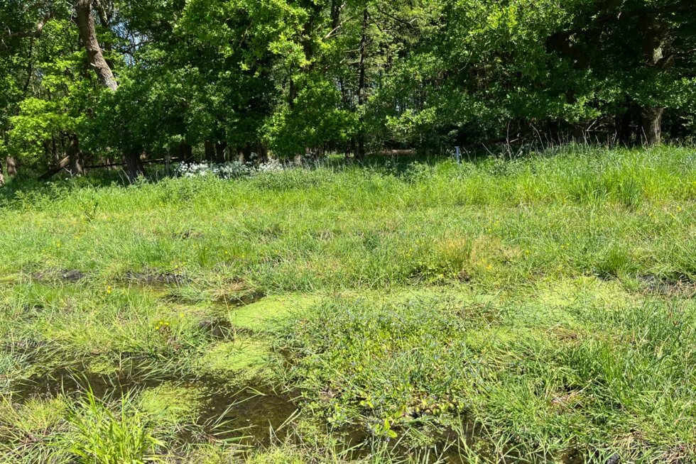 Blick von der Feldmitte auf die stillgelegte Fläche am Gewässerrand des Altgrovelaufs Blick von der Feldmitte auf die stillgelegte Fläche am Gewässerrand des Altgrovelaufs